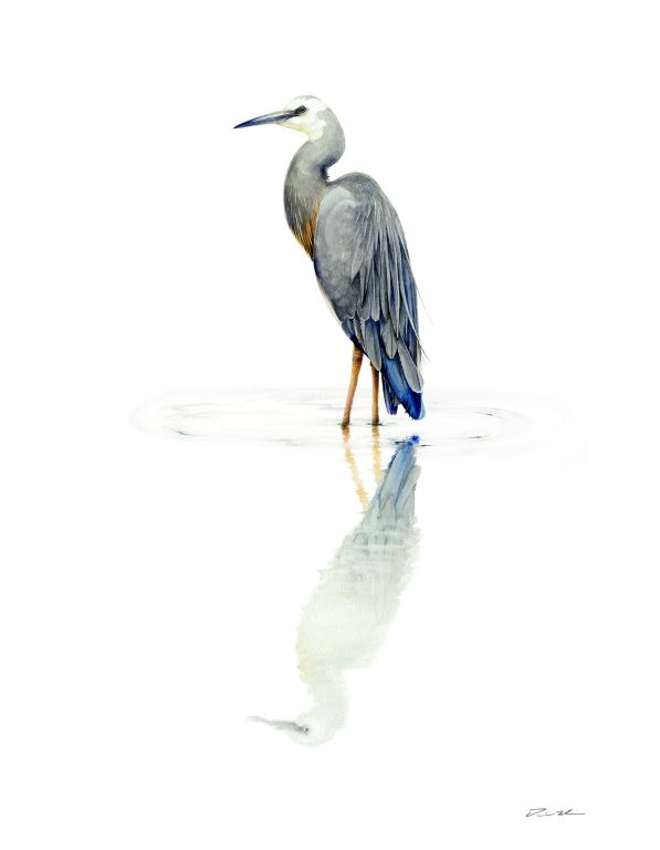 Tina Wilson - Time Stands Still: White-faced Heron